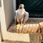 Outdoor Discovery Center Holland Michigan Peregrine Falcon