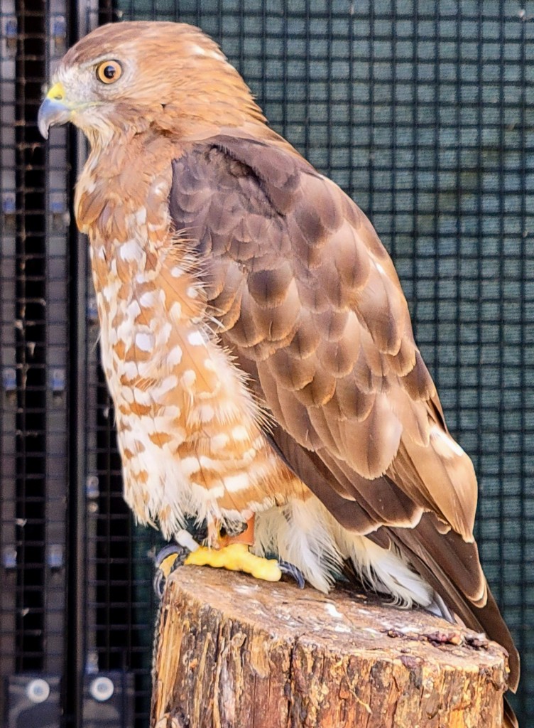 Outdoor Discovery Center Holland Michigan Red Shouldered Hawk