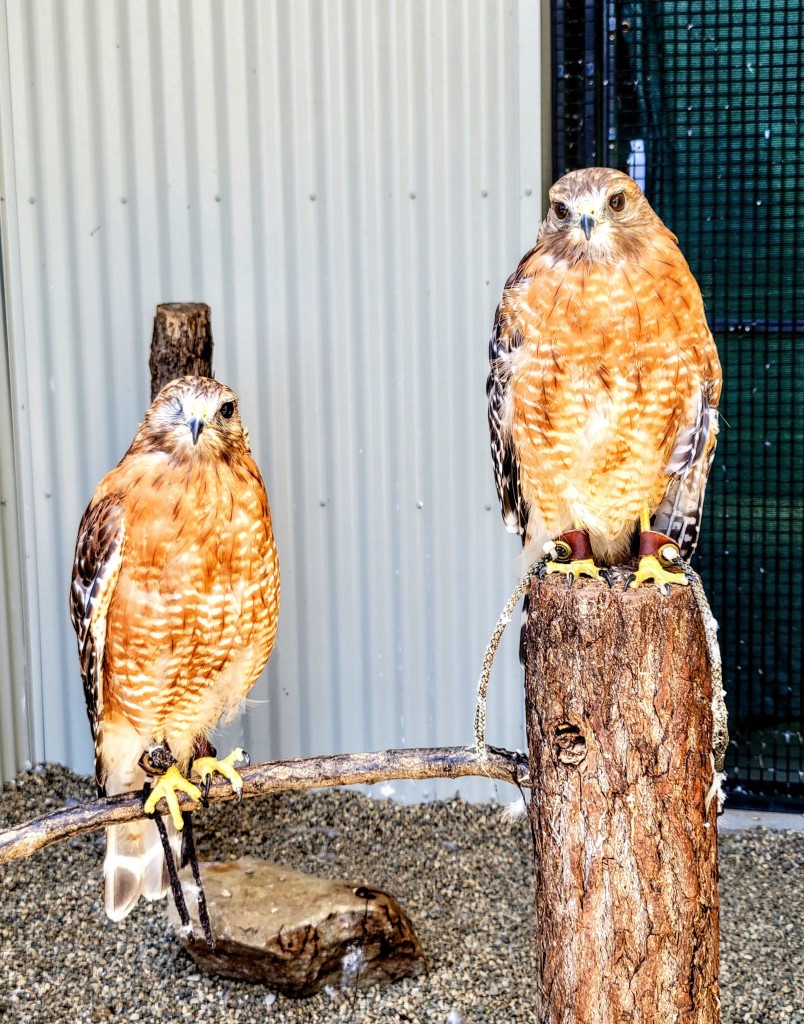 Outdoor Discovery Center Holland Michigan Red Shouldered Hawks