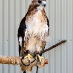 Outdoor Discovery Center Holland Michigan Red-Tailed hawk