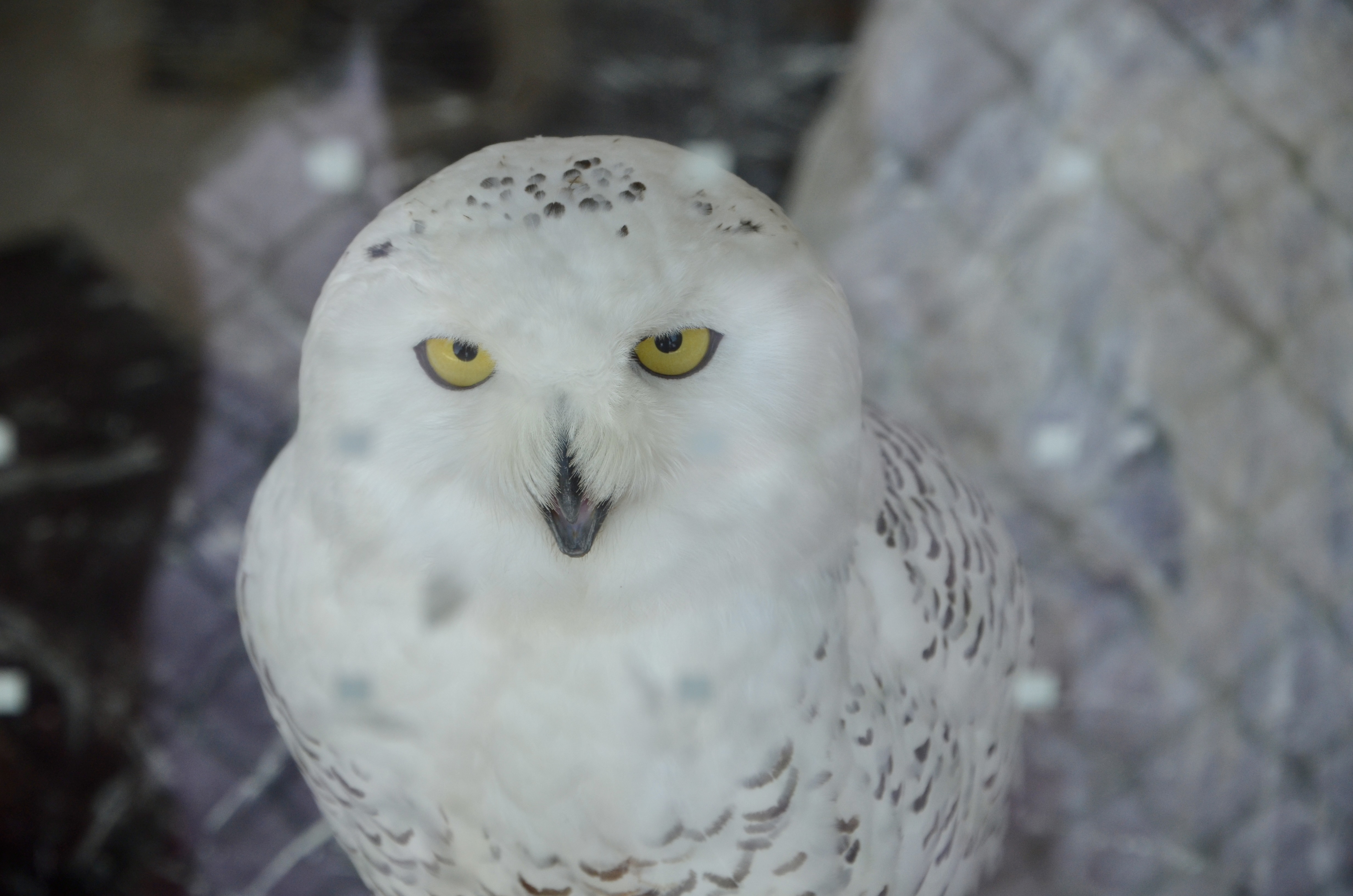 Outdoor Discovery Center Snowy Owl Exhibit