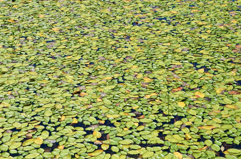 Outdoor Discovery Center holland Michigan Lilypad Mosaic