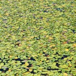Outdoor Discovery Center holland Michigan Lilypad Mosaic