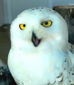 Outdoor Discovery Center holland Michigan Snowy Owl