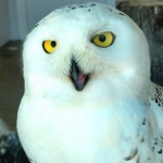 Outdoor Discovery Center holland Michigan Snowy Owl