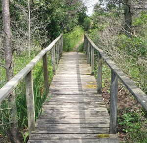 Tawas Point State Park Sandy Hook Trail Boardwalk
