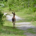Michigan Trail Tuesday: Sandy Hook Trail at Tawas Point State Park