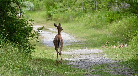 Michigan Trail Tuesday: Sandy Hook Trail at Tawas Point State Park