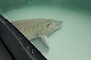 LSSU Center for Freshwater Research and Education Sturgeon Tank Sault Ste. marie