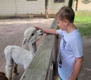 Crystal Lake Alpaca Farm Petting Feeding
