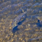 Horseshoe Falls Munising Michigan Trout Pond Feed Fish