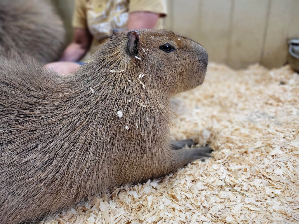 Lewis Adventure Farm & Zoo 2022 Capybara Experience