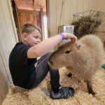 Lewis Adventure Farm & Zoo 2022 Capybara Petting Zoo