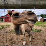 Lewis Adventure Farm & Zoo Camel Petting Zoo