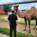 Lewis Adventure Farm & Zoo Camel Petting Zoo new Era MI