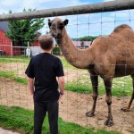Lewis Adventure Farm & Zoo Camel Petting Zoo new Era MI