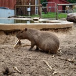 Lewis Adventure Farm & Zoo Capybar Exhibit
