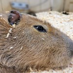 Lewis Adventure Farm & Zoo Capybara Close Up