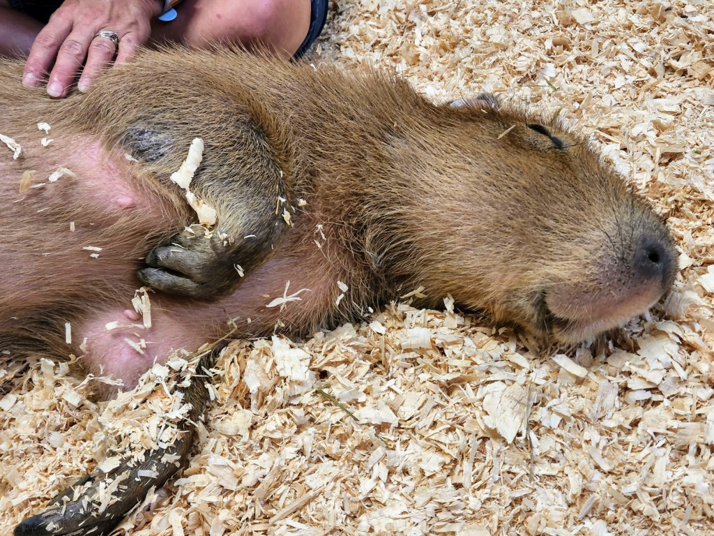 Lewis Adventure Farm & Zoo Capybara Encounter Michigan