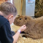 Lewis Adventure Farm & Zoo Capybara Experience