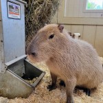 Lewis Adventure Farm & Zoo Capybara Zookeeper Experience