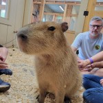 Lewis Adventure Farm & Zoo Capybara Zookeeper Experience New Era MI