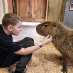 Lewis Adventure Farm & Zoo Capybara Zoopkeeper Experience Michigan