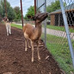 Lewis Adventure Farm & Zoo Fallow Deer Petting Zoo New Era MI