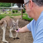 Lewis Adventure Farm & Zoo Feeding Kangaroos