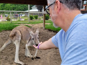 Lewis Adventure Farm & Zoo Feeding Kangaroos