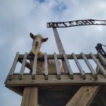 Lewis Adventure Farm & Zoo Goat