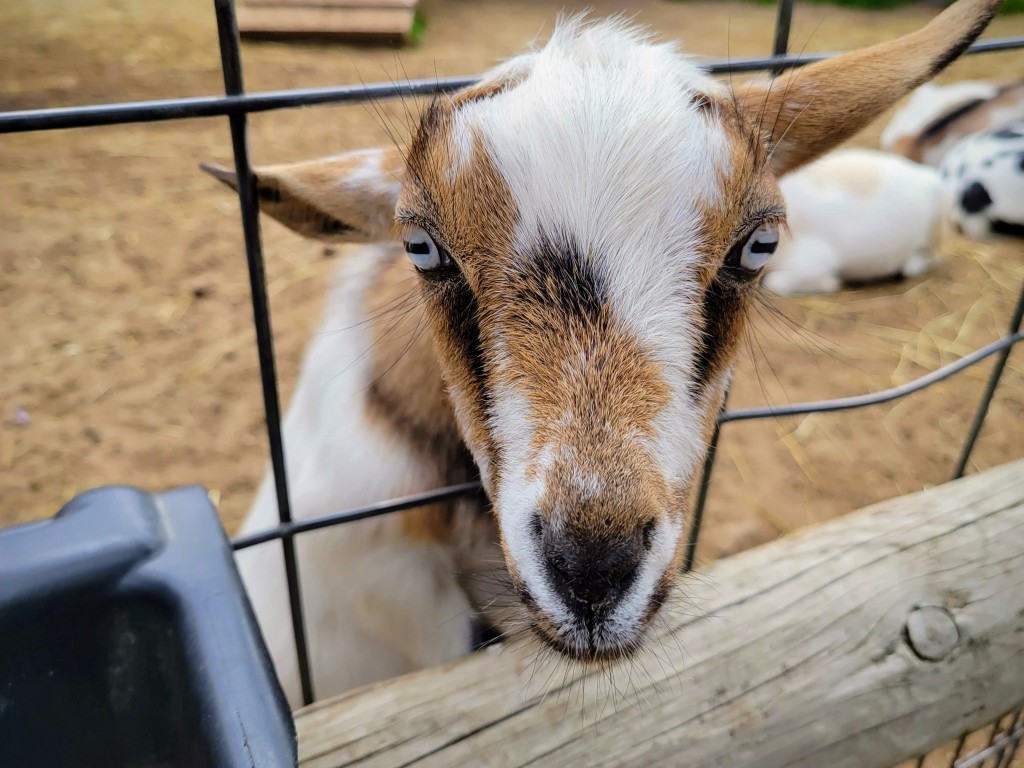 Lewis Adventure Farm & Zoo Goat Petting Zoo