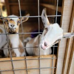 Lewis Adventure Farm & Zoo Goats Petting Area