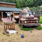 Lewis Adventure Farm & Zoo Goats Petting Zoo Area