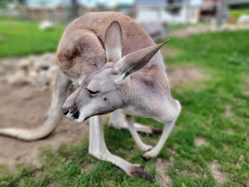 Lewis Adventure Farm & Zoo Kangaroo Encounter