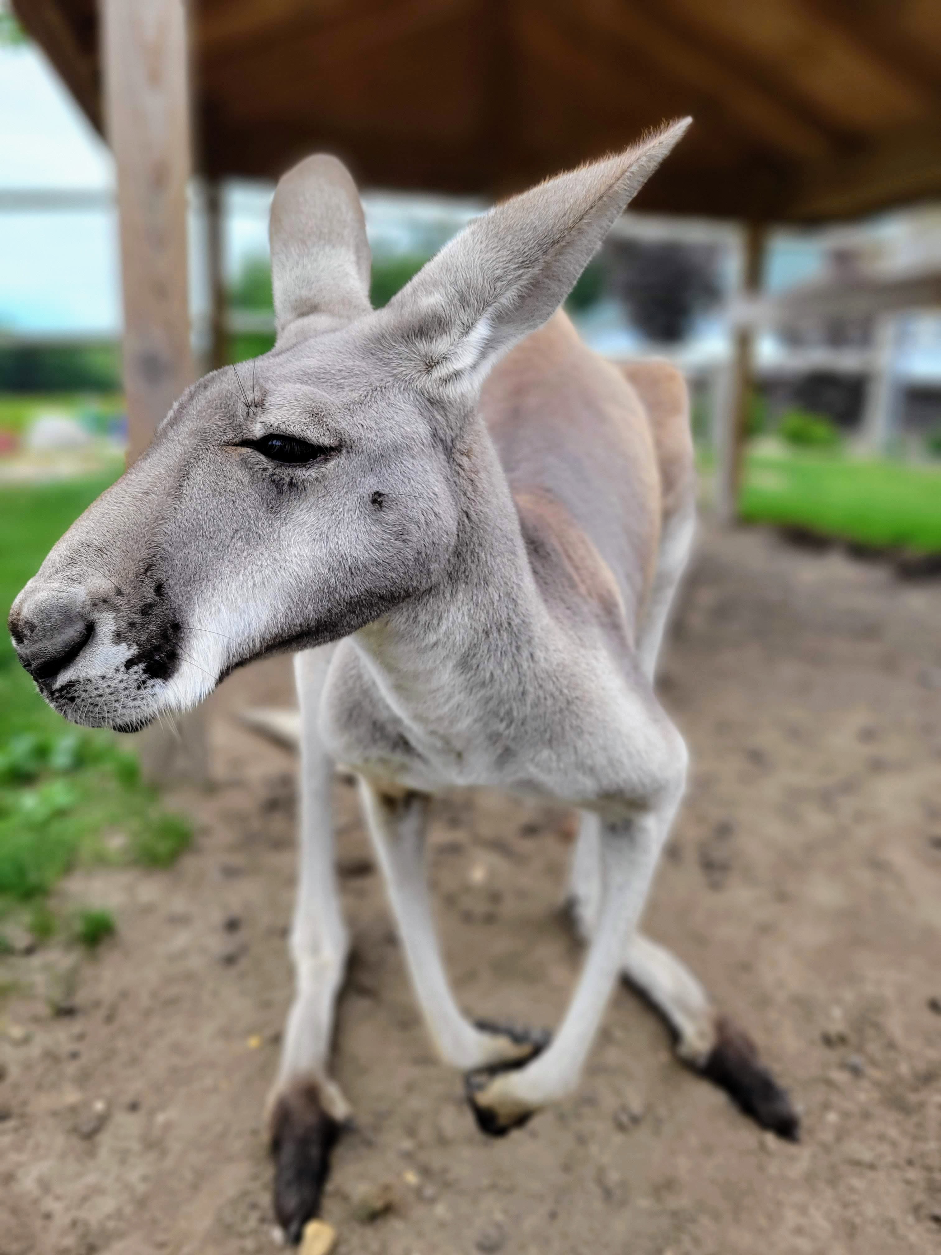 Lewis Adventure Farm & Zoo Kangaroo Exhibit