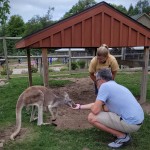 Lewis Adventure Farm & Zoo Kangaroo Feeding Experience