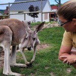 Lewis Adventure Farm & Zoo Kangaroo With Zookeeper