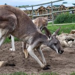 Lewis Adventure Farm & Zoo Kangaroo Zookeeper Experience
