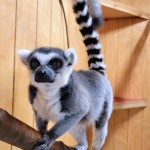 Lewis Adventure Farm & Zoo Lemur Encounter Michigan