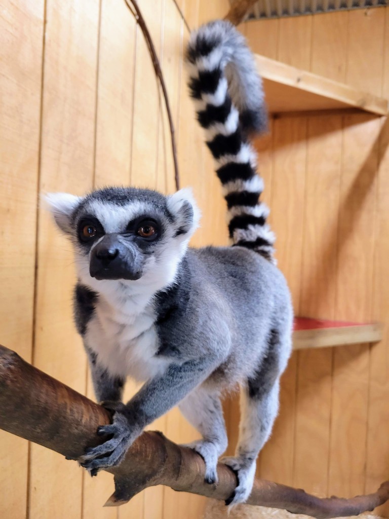 Lewis Adventure Farm & Zoo Lemur Encounter Michigan