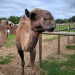 Lewis Adventure Farm & Zoo Michigan Camel