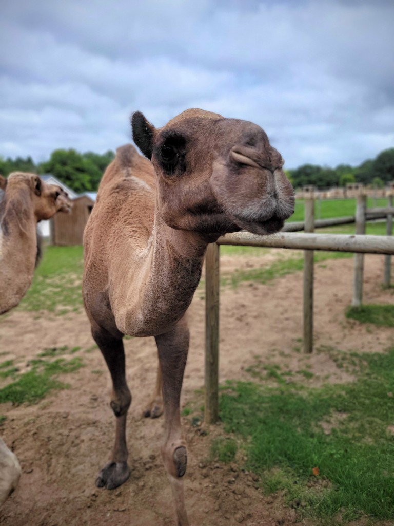 Lewis Adventure Farm & Zoo Michigan Camel