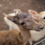 Lewis Adventure Farm & Zoo Michigan Fallow Deer