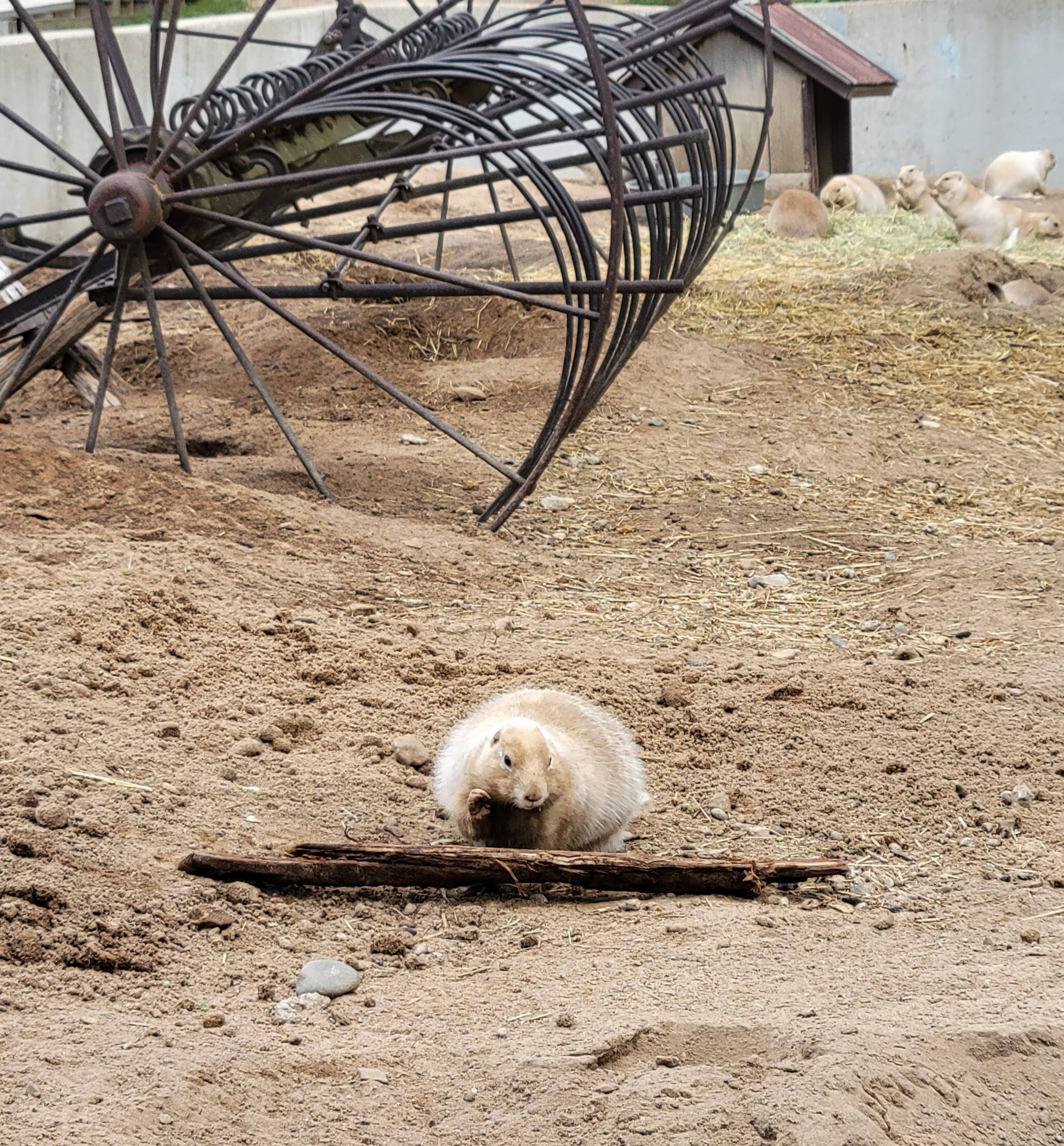 Lewis Adventure Farm & Zoo New Era Prairie Dogs