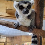Lewis Adventure Farm & Zoo Ring Tailed Lemur