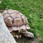 Lewis Adventure Farm & Zoo Tortoise