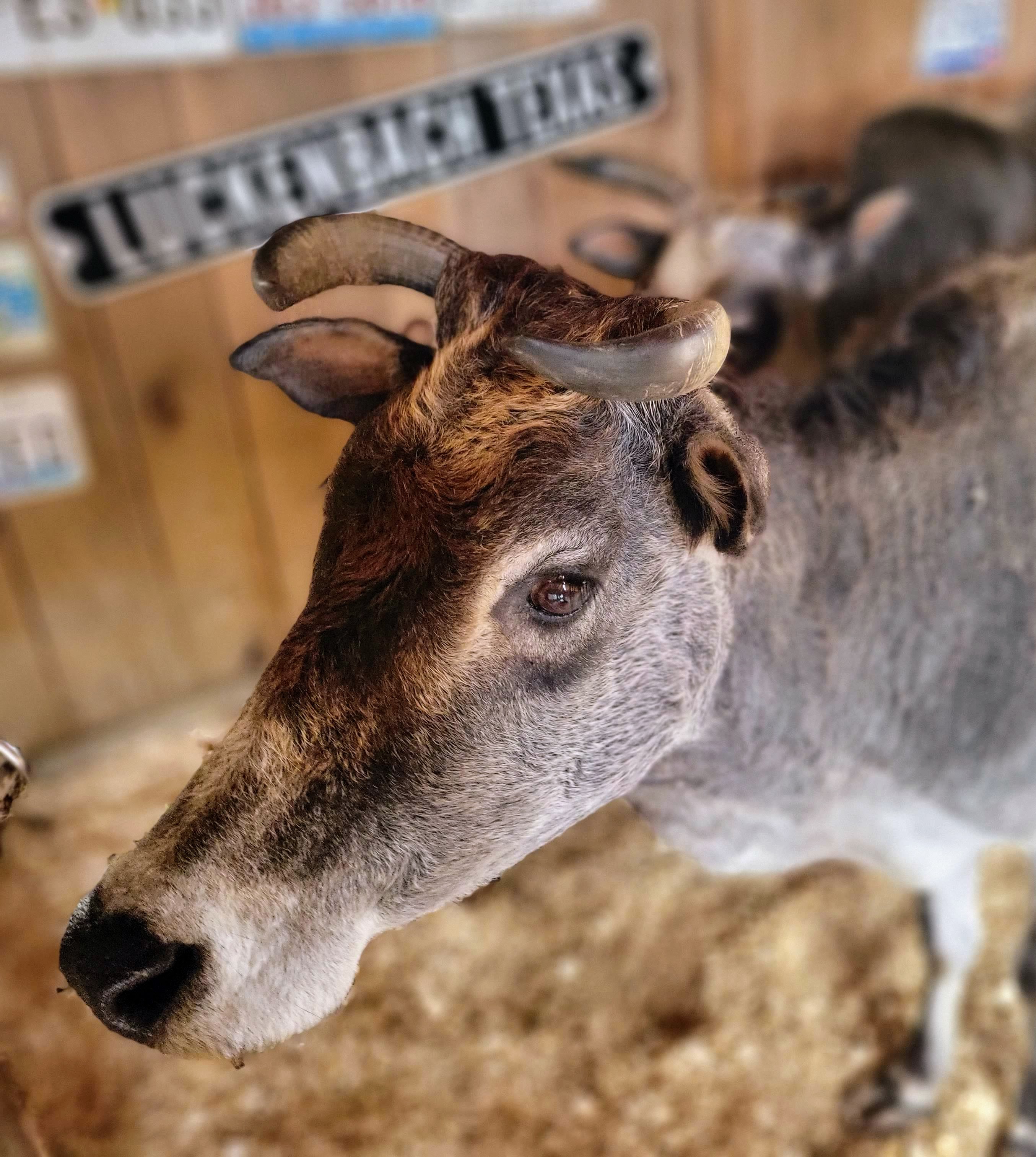 Lewis Adventure Farm & Zoo Zebu Petting Zoo