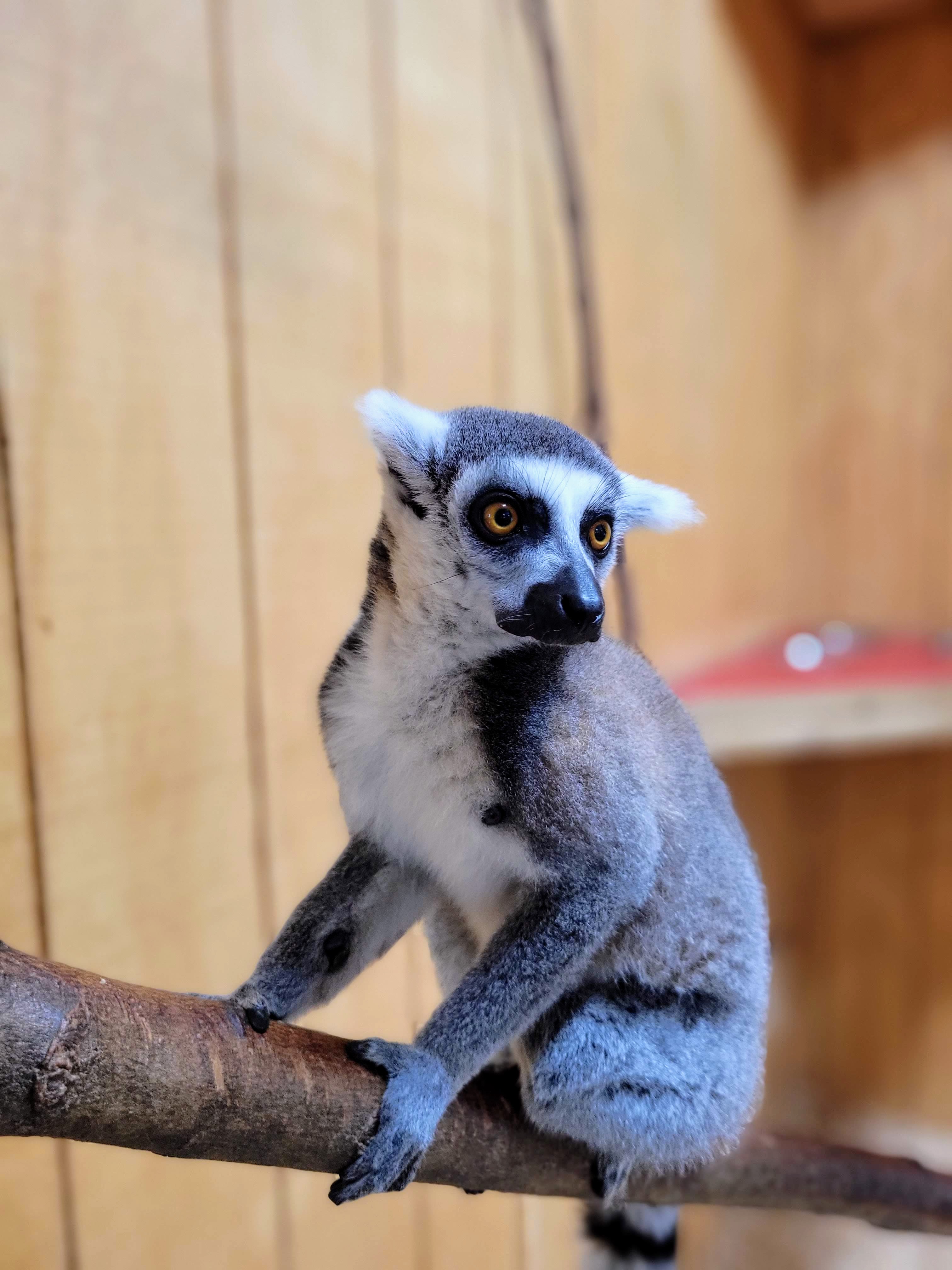 Lewis Adventure Farm & zoo Lemur Encounter