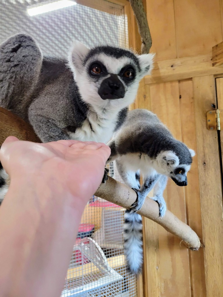 Lewis Adventure Farm & zoo Lemur Zookeeper Experience